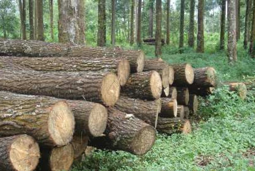 cara menghitung kubikasi kayu gelondongan